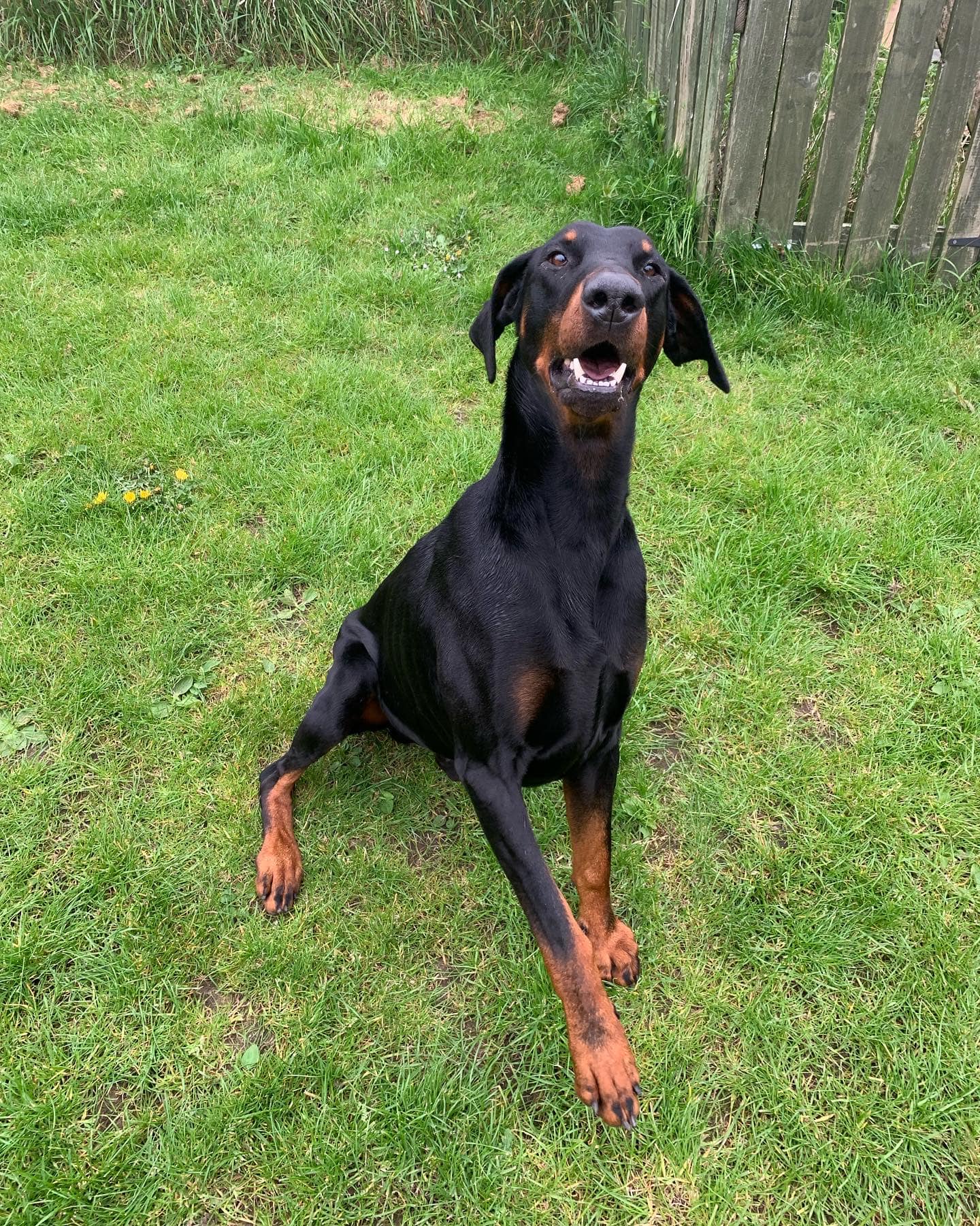 Scottish Dobermann Rescue