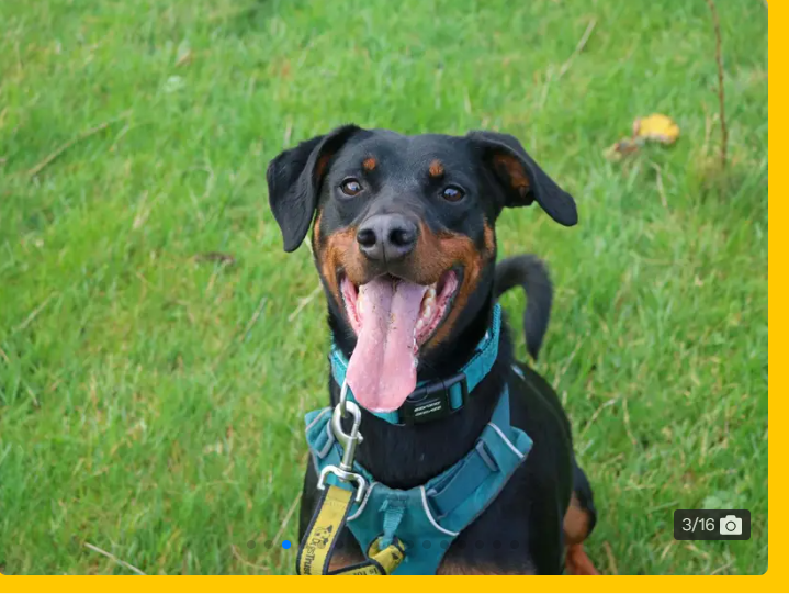 Picture of Jupiter (Dogs Trust)