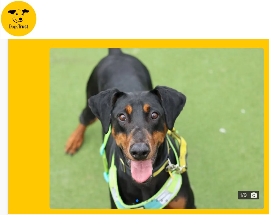 Picture of Duke (Dogs Trust)