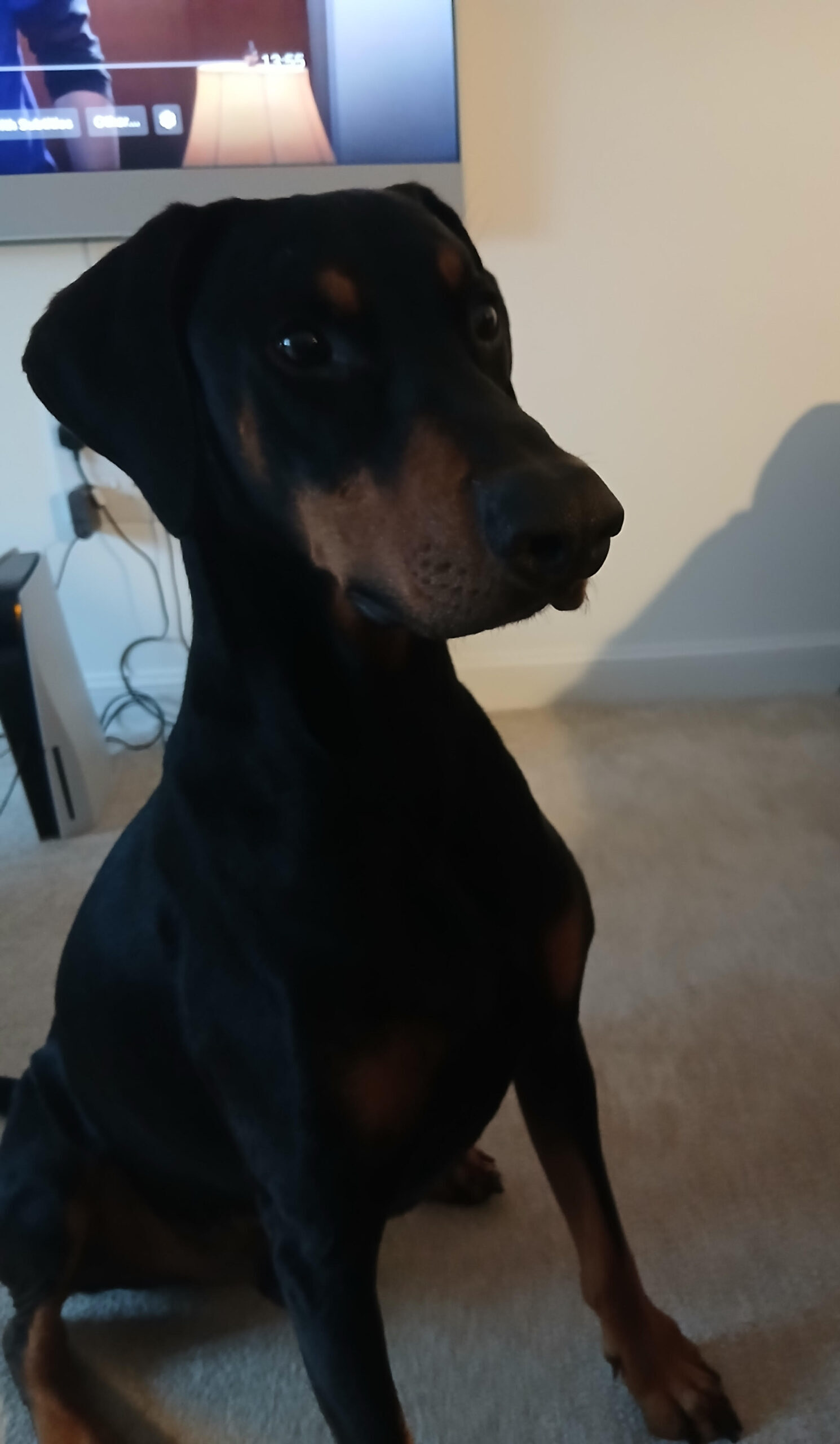 Picture of Loki