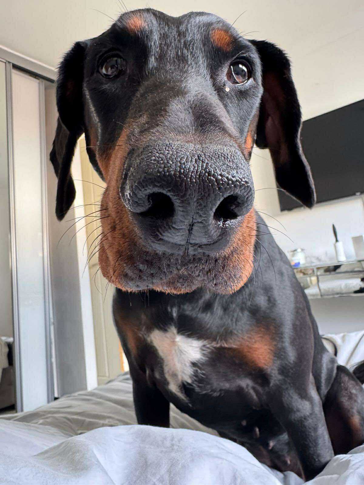 Picture of Ziggy